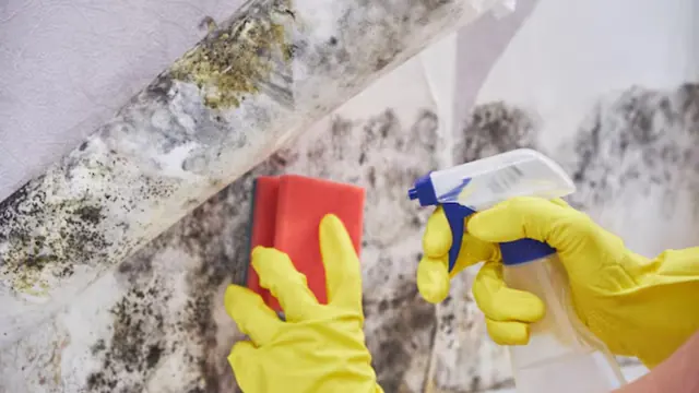 Gloved hands scrubbing a moldy wall with a sponge and spray bottle