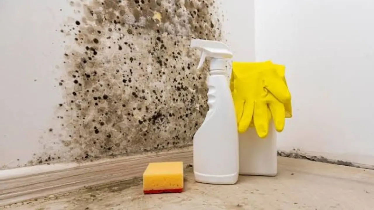 Mold on a corner wall with cleaning spray, gloves and a sponge on the floor