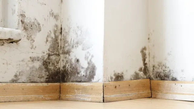 Mold spreading up a wall above the baseboard in the corner of a room