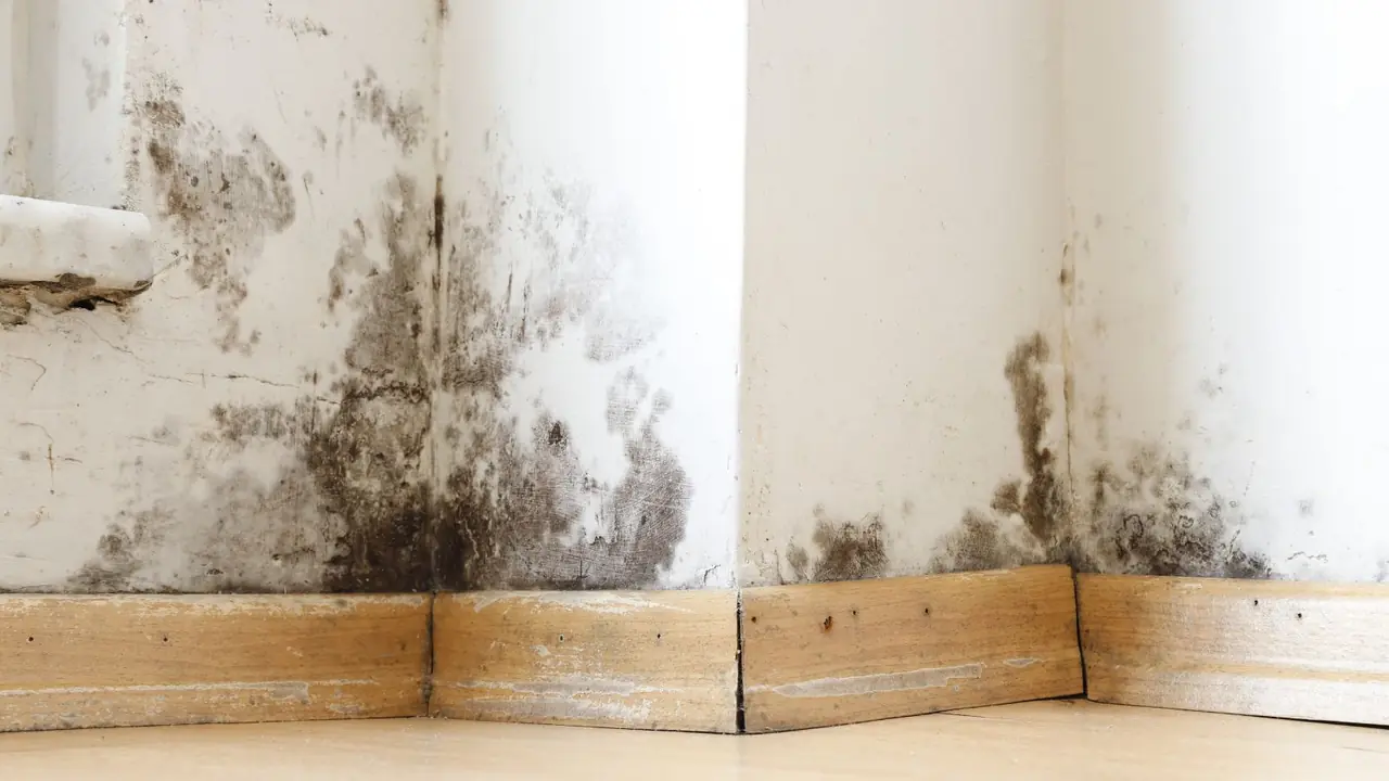 Mold spreading up a wall above the baseboard in the corner of a room
